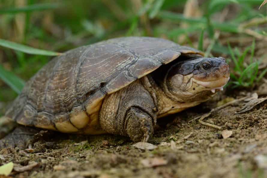 Arap miğferli kaplumbağa