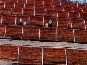 Thousands of peppers strung on ropes in batches dry under the hot sun