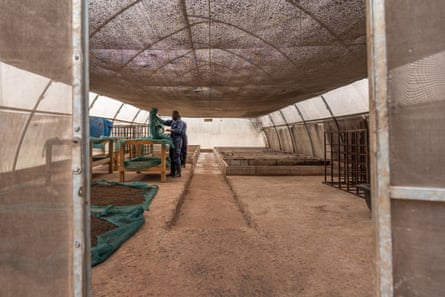 Two workers in a polytunnel.
