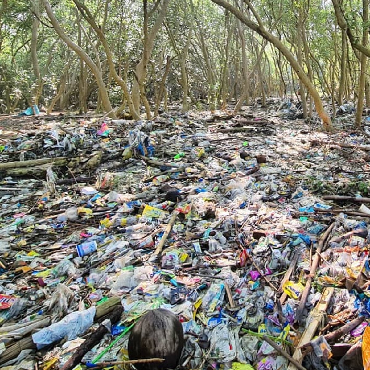 Photos show Manila Bay mangroves 'choking' in plastic pollution |  Philippines | The Guardian