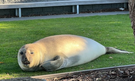 Neil the 600kg seal stops Tasmanian woman going to work after taking nap in front of her car (theguardian.com)