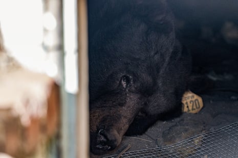 A black bear lies in a crawl space beneath a home, with a numbered ear tag nearby
