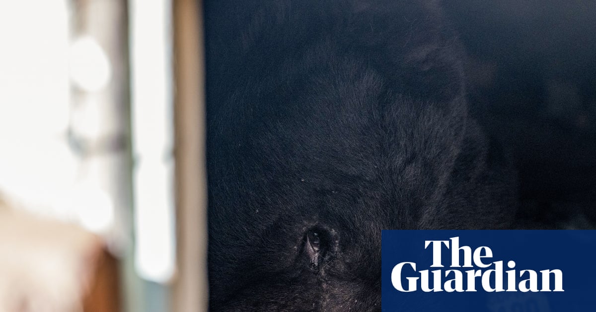 ‘Cute but unbearable’ freeloading bear discovered in another LA crawlspace
