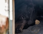 ‘Cute but unbearable’ freeloading bear discovered in another LA crawlspace