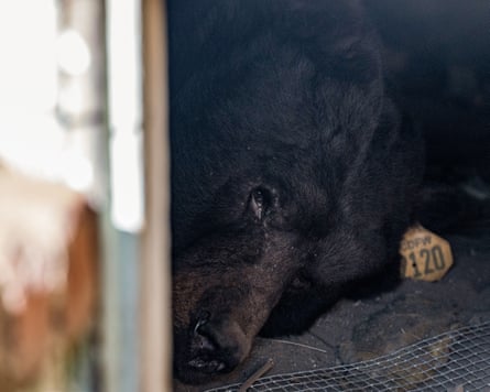 A bear lies inside a crawl space.