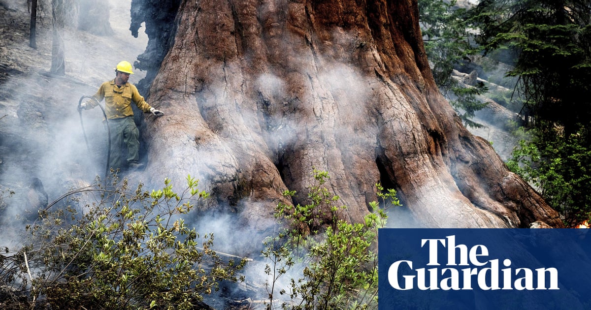 Firefighters attempt to save giant sequoias as Yosemite wildfire grows