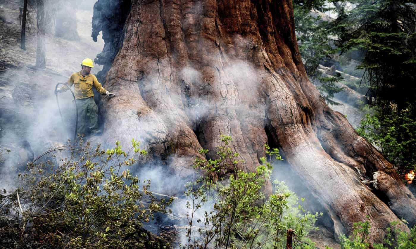Firefighters attempt to save sequoias