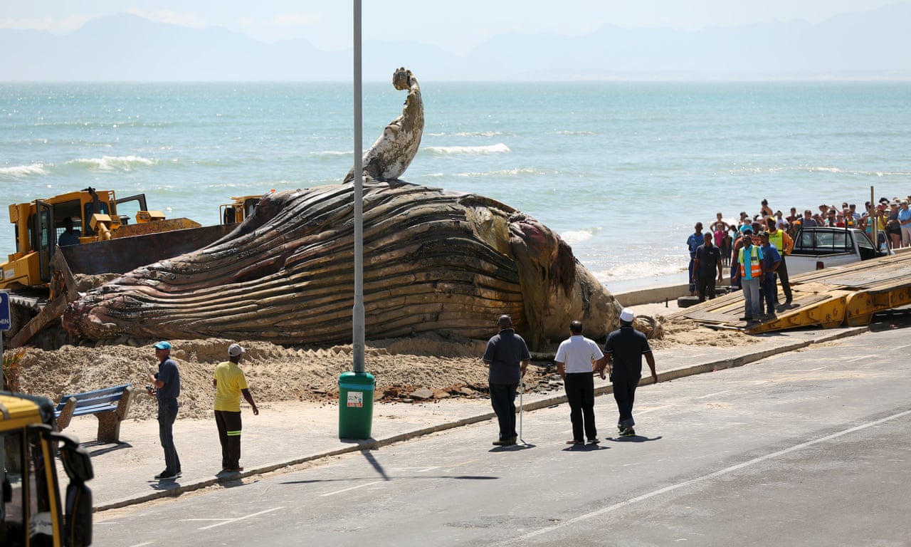 Here Are Details About the Blue Whale Bitten in Half 2021.