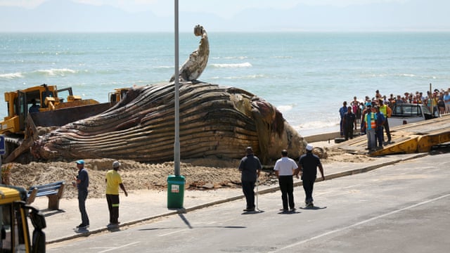 Blue Whale Bitten In Half South Africa 2020 - Love Inspiration