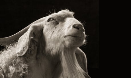 Gorgeous goats – in pictures