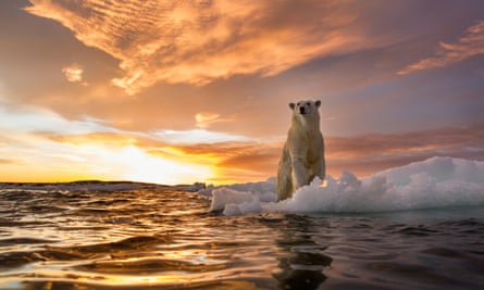 A polar bear looks out from sea ice off the shore of naujaat, nunavut in canada.