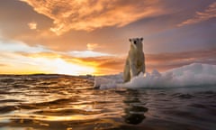 Polar bear on sea ice, Repulse Bay, Nunavut, Canada