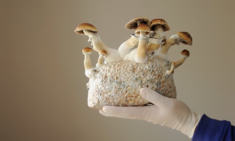 A block of psilocybin psychedelic mushrooms.