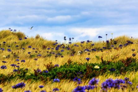 Deep blue flowers among grasses on sand dunes, with a blue sky with clouds