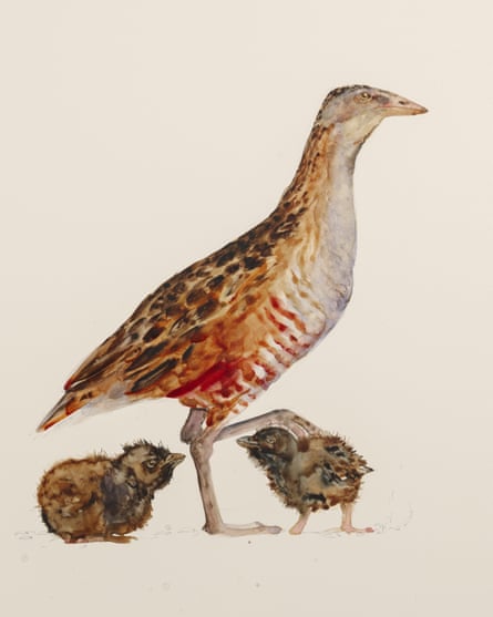 Painting of corn crake