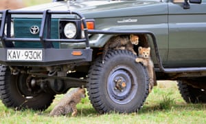 Cheetah cubs play on the wheel of a tourist safari jeep, Maasai Mara.