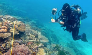 The Great Barrier Reef
