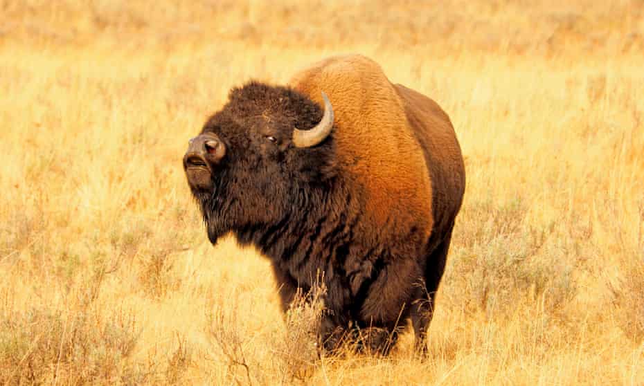 A bison in Yellowstone national park in Wyoming. The animals, also known as buffalo, can weigh up to 2,000 pounds.