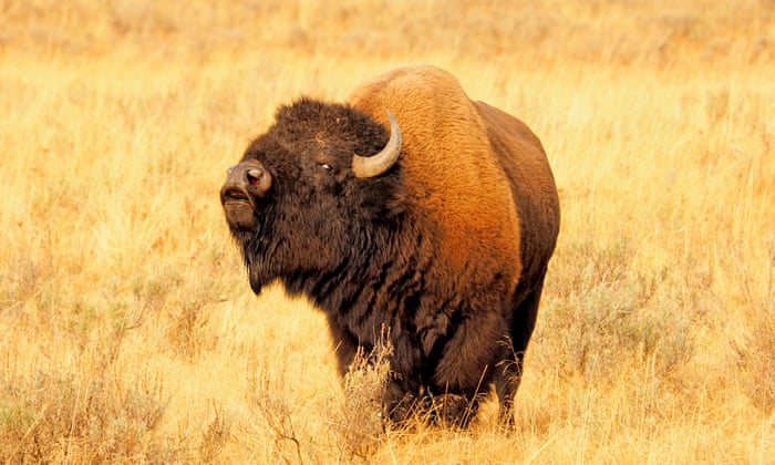 Woman gored by bison in Yellowstone national park | Wildlife | The Guardian