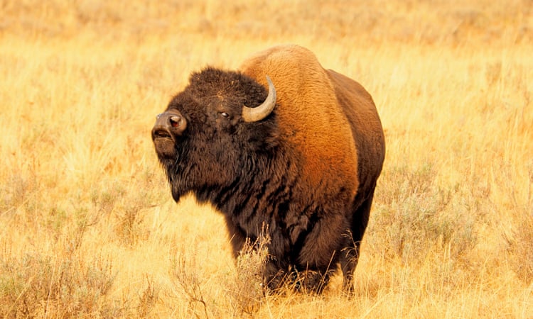 25-year-old woman gored and tossed 10ft in the air by Yellowstone bison
