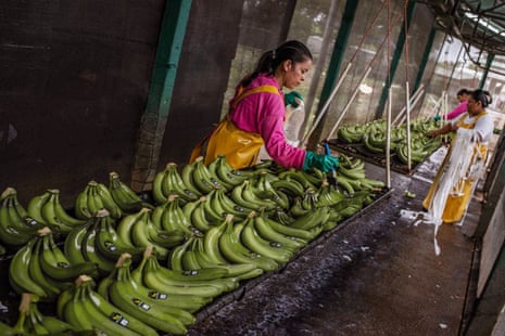 Três mulheres mesoamericanas em macacões de proteção pintam um líquido em bananas verdes suspensas em um berço