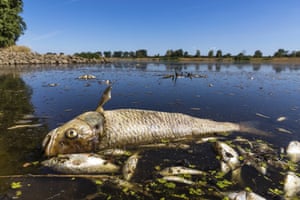 A dead chub and other dead fish float in the Oder River, Brieskow-Finkenheerd, Germany