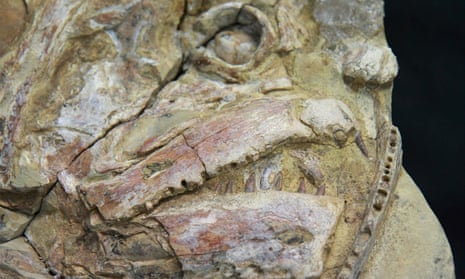 100 million-year-old fossils shed new light on Australia's ancient inland sea | Fossils | The Guardian