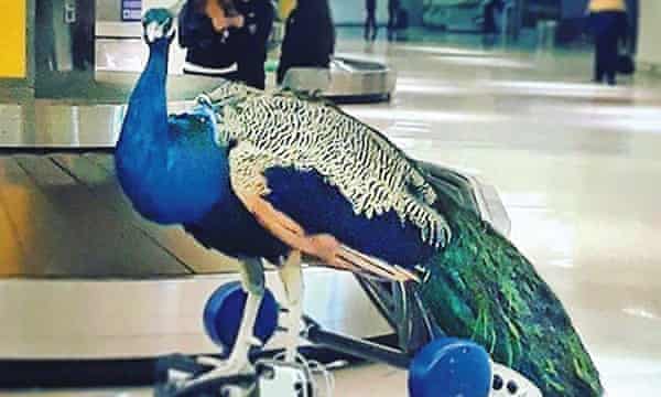 performance artist Ventiko’s peacock Dexter in an airport