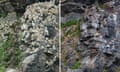 Left: hundreds of birds sit on nests in crevices and on rocky outcrops; plants grow on some of the exposed rock. Right: the same rock face but with no birds at all, and less greenery.