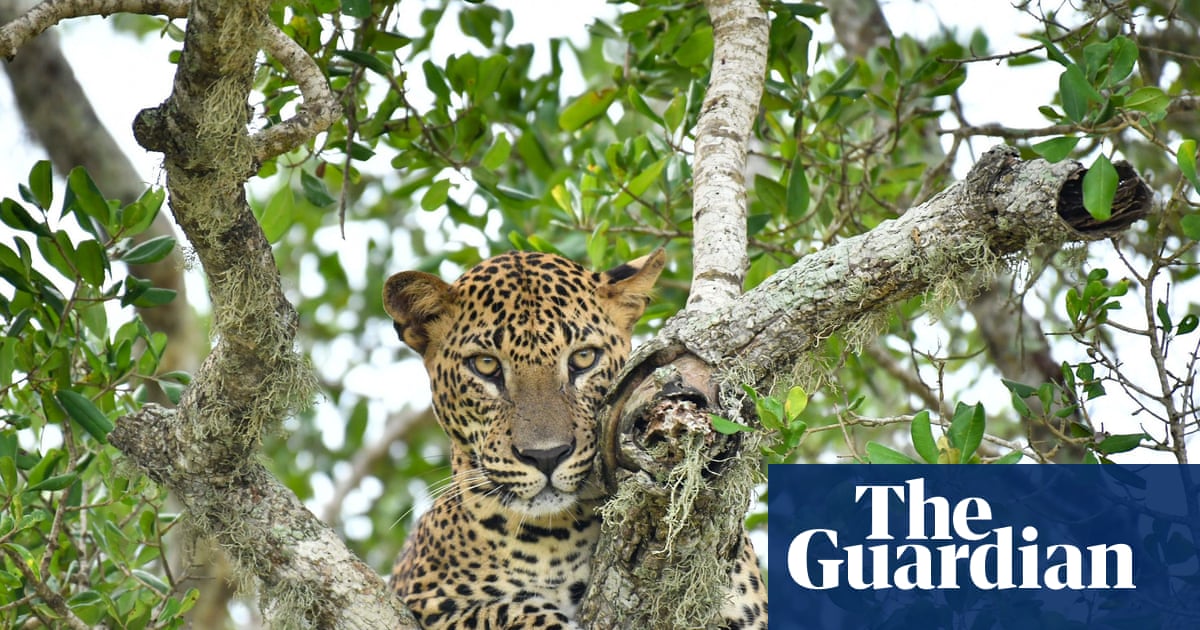 The week in wildlife: a lurking leopard, a lucky fox and a wily coyote