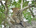 The week in wildlife: a lurking leopard, a lucky fox and a wily coyote