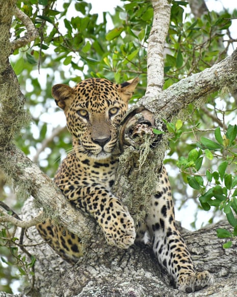 A Sri Lankan leopard keeps lookout on a tree branch at Yala National Park, Sri Lanka.