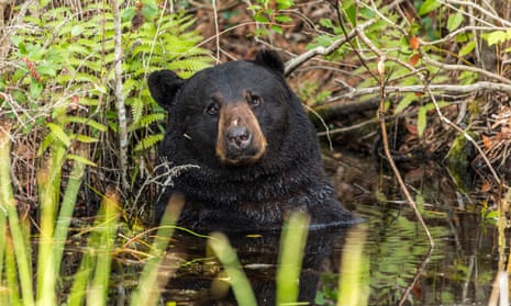 Connecticut’s bear population has increased in recent years, with more than 8,000 sightings reported this year.