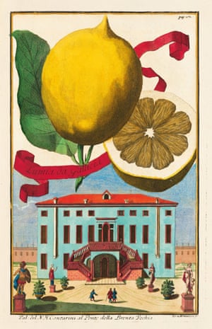 Illustrations and engravings of lemons and citrus fruit from the book by Iris Lauterbach called J C Volkamer. Citrus Fruits, published by Taschen.