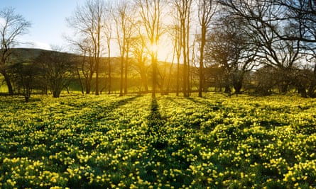 daffodils along the River Dove.