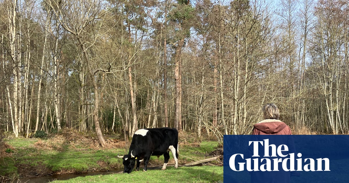 Country diary: Watching cows, chewing on old memories | Nicola Chester