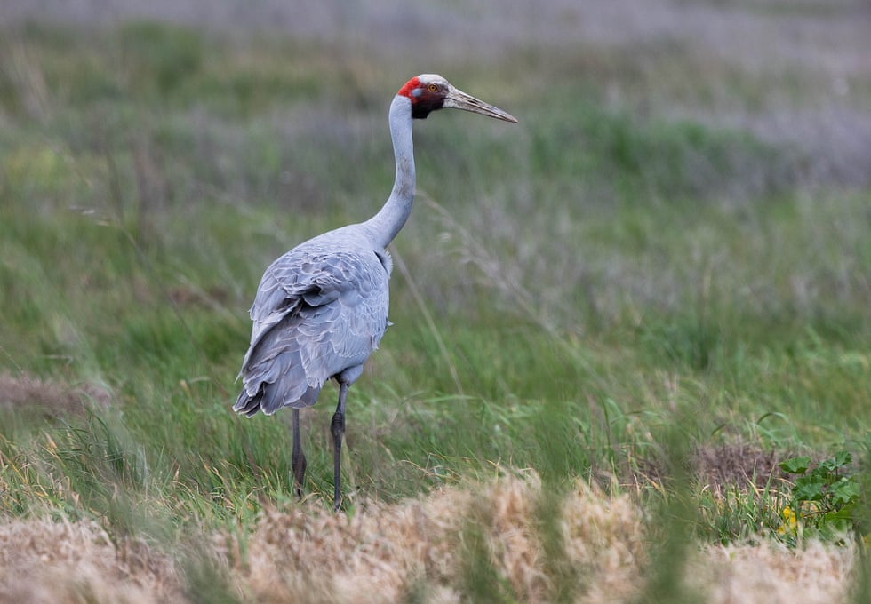 ‘A mythical place’: how a Melbourne sewage farm became a haven for 300 species of birds ‘A mythical place’: how a Melbourne sewage farm became a haven for 300 species of birds
