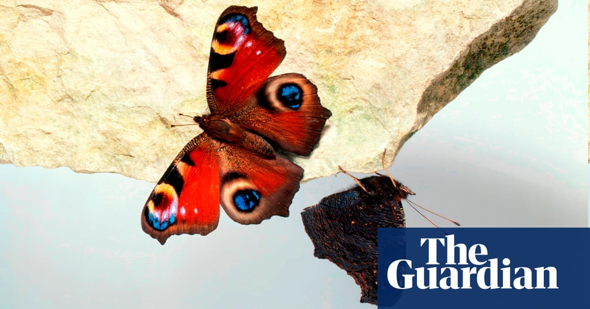 Country Diary A Peacock Butterfly Wakes Into Living Room Summer