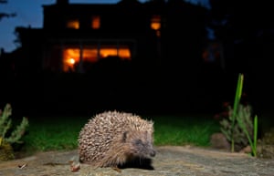 Apocalipsis hedgehog: la lucha para salvar a gran Bretaña favorito de los mamíferos 1 Female hedgehogs roam an average of 1km every night in search of insects and worms; males 2km.