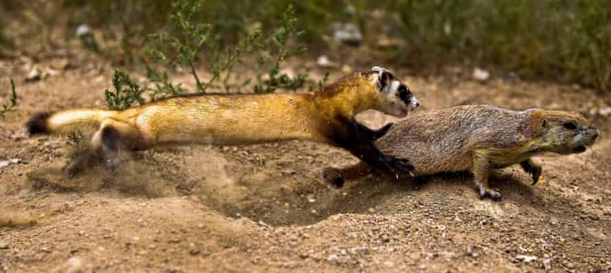 A black-footed ferret learns to hunt before being released