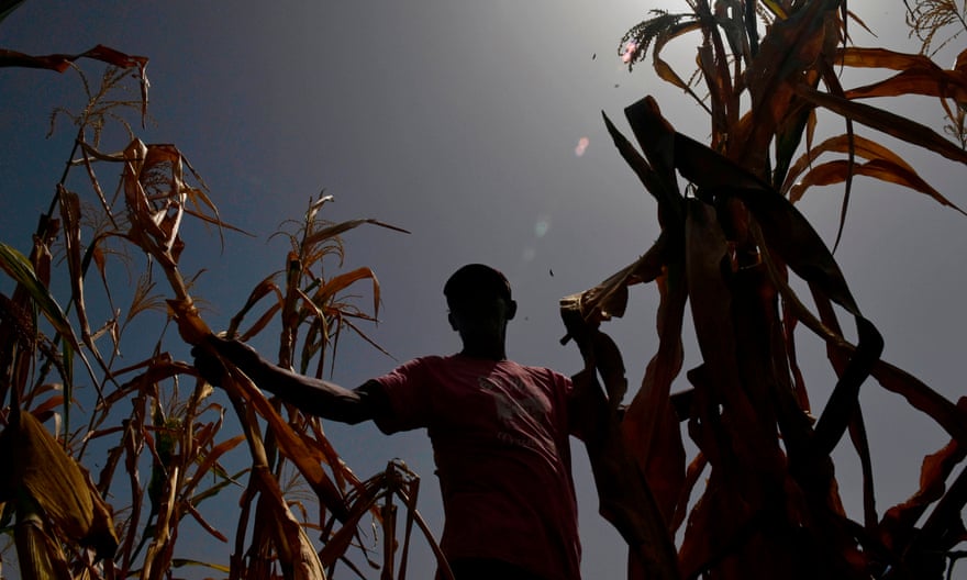 A farmer who lost his crops because of the drought, checks his corn field in the town of Usulutan, El Salvador on 24 July.
