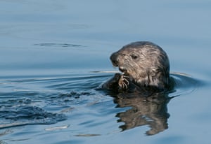 An Elkhorn Slough sea otter enjoying a meal.
