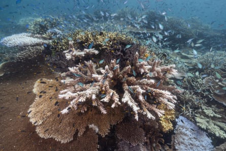Coral bleaching on the John Brewer Reef, which is offshore from Townsville in the Great Barrier Reef Marine Park. Queensland. Australia.
