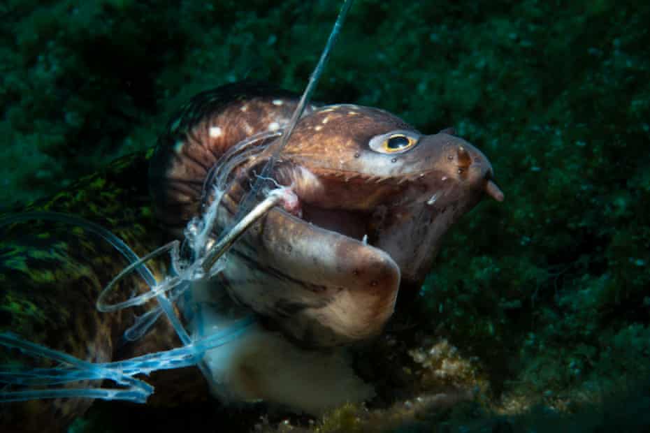 Kerim Sabuncuoglu's prize-winning photograph of a dead moray eel entangled in an abandoned 'ghost' fishing line.