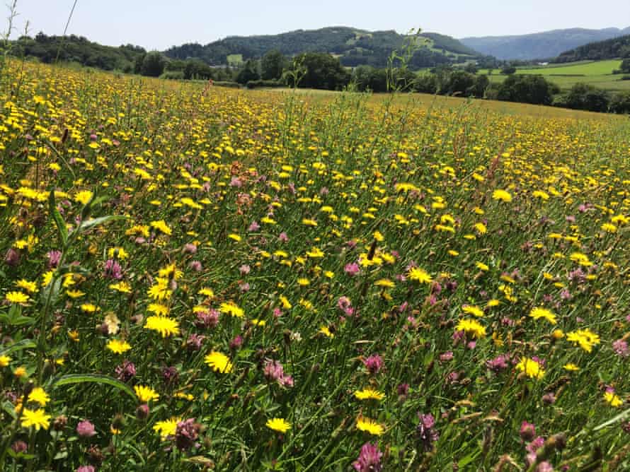 Trevor Dines's Tyddyn Afon meadow in Snowdonia.