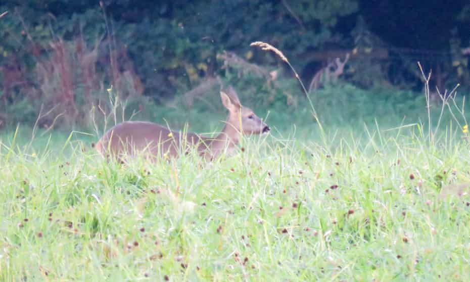 On watch ... roe deer doe in Southmere field.