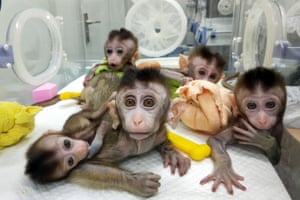 Cloned macaques at a research institute in Shanghai, China