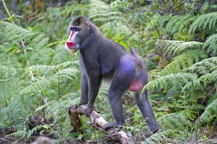 The mandrill is among the endangered land mammals primarily at risk from hunting for food.