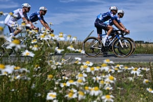 Four riders in Soudal Quick-Step team colours pass the camera positioned behind daisies on the roadside
