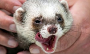 Ferret Fred, who was brought to Kharkiv’s Euro 2012 fan zone to help predict results. Obviously.